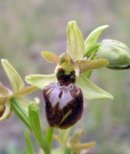 Ophrys exaltata (Orchidaceae)  - Ophrys exalté Aude [France] 15/04/2005 - 30m