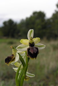 Ophrys exaltata (Orchidaceae)  - Ophrys exalté Aude [France] 15/04/2005 - 30m