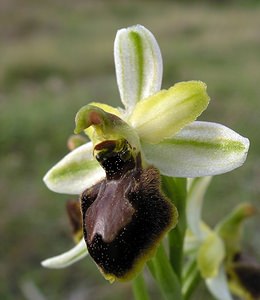 Ophrys exaltata (Orchidaceae)  - Ophrys exalté Aude [France] 15/04/2005 - 30m