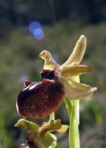 Ophrys exaltata (Orchidaceae)  - Ophrys exalté Aude [France] 16/04/2005 - 30m