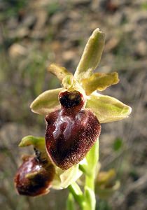 Ophrys exaltata (Orchidaceae)  - Ophrys exalté Aude [France] 16/04/2005 - 30m