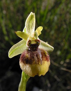 Ophrys exaltata (Orchidaceae)  - Ophrys exalté Aude [France] 16/04/2005 - 30m
