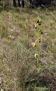 Ophrys exaltata (Orchidaceae)  - Ophrys exalté Aude [France] 16/04/2005 - 30m