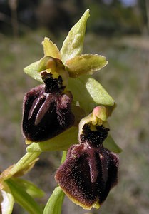 Ophrys exaltata (Orchidaceae)  - Ophrys exalté Aude [France] 16/04/2005 - 30m