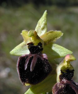 Ophrys exaltata (Orchidaceae)  - Ophrys exalté Aude [France] 16/04/2005 - 30m