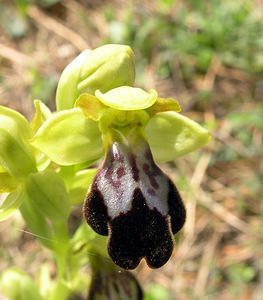 Ophrys fusca (Orchidaceae)  - Ophrys brun Haut-Ampurdan [Espagne] 18/04/2005 - 10m