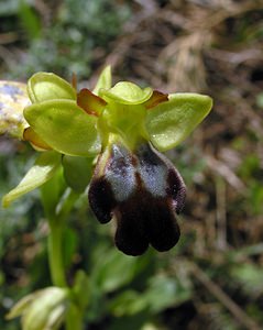 Ophrys fusca (Orchidaceae)  - Ophrys brun Haut-Ampurdan [Espagne] 18/04/2005 - 10m