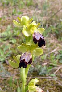 Ophrys fusca (Orchidaceae)  - Ophrys brun Haut-Ampurdan [Espagne] 18/04/2005 - 10m