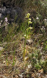 Ophrys fusca (Orchidaceae)  - Ophrys brun Pyrenees-Orientales [France] 19/04/2005 - 80m