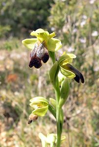 Ophrys fusca (Orchidaceae)  - Ophrys brun Pyrenees-Orientales [France] 19/04/2005 - 80m