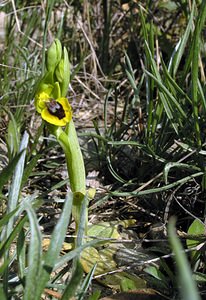 Ophrys lutea (Orchidaceae)  - Ophrys jaune Aude [France] 14/04/2005 - 50m