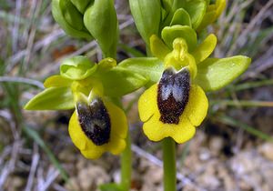 Ophrys lutea (Orchidaceae)  - Ophrys jaune Aude [France] 15/04/2005 - 50m