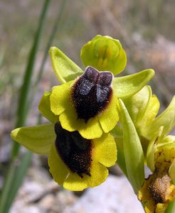 Ophrys lutea (Orchidaceae)  - Ophrys jaune Pyrenees-Orientales [France] 19/04/2005 - 80m