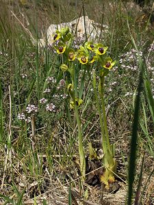 Ophrys lutea (Orchidaceae)  - Ophrys jaune Pyrenees-Orientales [France] 19/04/2005 - 80m