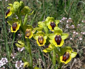 Ophrys lutea (Orchidaceae)  - Ophrys jaune Pyrenees-Orientales [France] 19/04/2005 - 80m