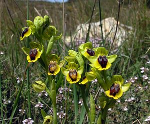 Ophrys lutea (Orchidaceae)  - Ophrys jaune Pyrenees-Orientales [France] 19/04/2005 - 80m