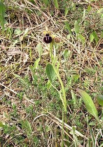Ophrys passionis (Orchidaceae)  - Ophrys de la Passion Haut-Ampurdan [Espagne] 18/04/2005 - 10m