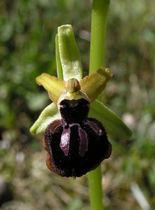 Ophrys passionis (Orchidaceae)  - Ophrys de la Passion Haut-Ampurdan [Espagne] 18/04/2005 - 10m