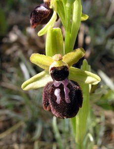 Ophrys passionis (Orchidaceae)  - Ophrys de la Passion Haut-Ampurdan [Espagne] 18/04/2005 - 10m