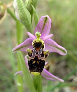 Ophrys scolopax (Orchidaceae)  - Ophrys bécasse Aude [France] 15/04/2005 - 30m