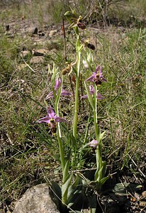 Ophrys scolopax (Orchidaceae)  - Ophrys bécasse Aude [France] 16/04/2005 - 30m