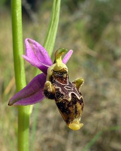 Ophrys scolopax (Orchidaceae)  - Ophrys bécasse Aude [France] 16/04/2005 - 30m