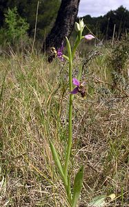 Ophrys scolopax (Orchidaceae)  - Ophrys bécasse Aude [France] 16/04/2005 - 30m