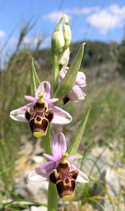 Ophrys scolopax (Orchidaceae)  - Ophrys bécasse Pyrenees-Orientales [France] 19/04/2005 - 80m