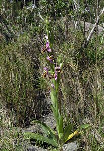 Ophrys scolopax (Orchidaceae)  - Ophrys bécasse Pyrenees-Orientales [France] 19/04/2005 - 80m