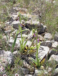 Ophrys scolopax (Orchidaceae)  - Ophrys bécasse Pyrenees-Orientales [France] 19/04/2005 - 80m