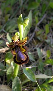 Ophrys speculum (Orchidaceae)  - Ophrys miroir, Ophrys cilié Aude [France] 14/04/2005 - 50m