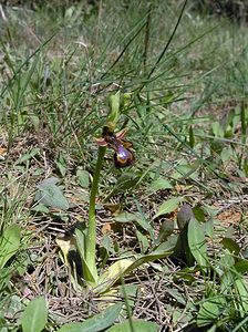 Ophrys speculum (Orchidaceae)  - Ophrys miroir, Ophrys cilié Aude [France] 16/04/2005 - 50m