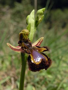 Ophrys speculum (Orchidaceae)  - Ophrys miroir, Ophrys cilié Aude [France] 16/04/2005 - 50m