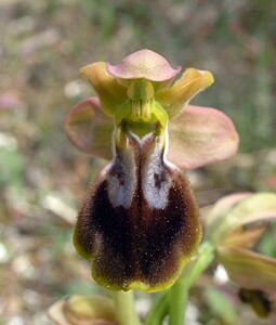 Ophrys x lievreae (Orchidaceae)  - Ophrys de Madame Gauthier-LièvreOphrys fusca x Ophrys tenthredinifera. Haut-Ampurdan [Espagne] 18/04/2005 - 10m