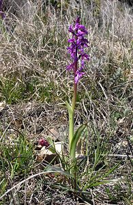 Orchis mascula (Orchidaceae)  - Orchis mâle - Early-purple Orchid Herault [France] 21/04/2005 - 700m