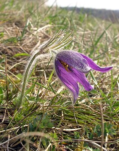 Pulsatilla vulgaris (Ranunculaceae)  - Pulsatille commune, Anémone pulsatille - Pasqueflower Aisne [France] 03/04/2005 - 140m