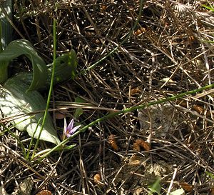 Romulea columnae (Iridaceae)  - Romulée de Colonna, Romulée à petites fleurs - Sand Crocus Aude [France] 16/04/2005 - 30m
