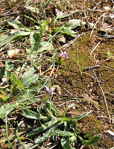 Romulea columnae (Iridaceae)  - Romulée de Colonna, Romulée à petites fleurs - Sand Crocus Bas-Ampurdan [Espagne] 18/04/2005 - 150m