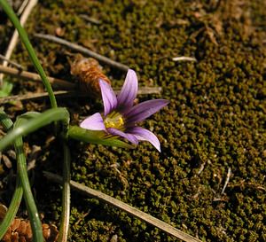 Romulea columnae (Iridaceae)  - Romulée de Colonna, Romulée à petites fleurs - Sand Crocus Bas-Ampurdan [Espagne] 18/04/2005 - 150m