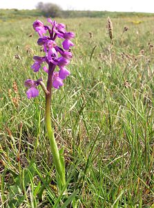 Anacamptis morio (Orchidaceae)  - Anacamptide bouffon, Orchis bouffon Pas-de-Calais [France] 01/05/2005 - 30m