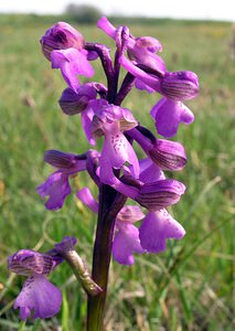 Anacamptis morio (Orchidaceae)  - Anacamptide bouffon, Orchis bouffon Pas-de-Calais [France] 01/05/2005 - 30m