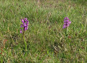 Anacamptis morio (Orchidaceae)  - Anacamptide bouffon, Orchis bouffon Pas-de-Calais [France] 01/05/2005 - 30m