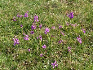 Anacamptis morio (Orchidaceae)  - Anacamptide bouffon, Orchis bouffon Pas-de-Calais [France] 01/05/2005 - 30m