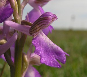 Anacamptis morio (Orchidaceae)  - Anacamptide bouffon, Orchis bouffon Pas-de-Calais [France] 01/05/2005 - 30m
