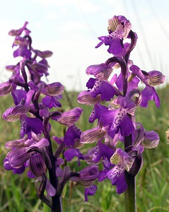 Anacamptis morio (Orchidaceae)  - Anacamptide bouffon, Orchis bouffon Pas-de-Calais [France] 01/05/2005 - 30m