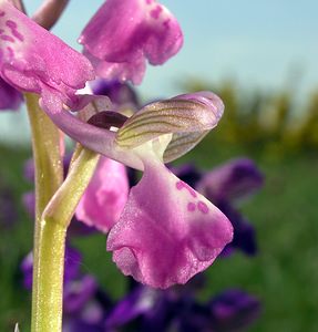 Anacamptis morio (Orchidaceae)  - Anacamptide bouffon, Orchis bouffon Pas-de-Calais [France] 01/05/2005 - 30m