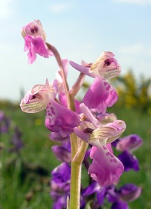 Anacamptis morio (Orchidaceae)  - Anacamptide bouffon, Orchis bouffon Pas-de-Calais [France] 01/05/2005 - 30m