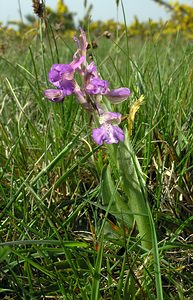 Anacamptis morio (Orchidaceae)  - Anacamptide bouffon, Orchis bouffon Pas-de-Calais [France] 01/05/2005 - 30m