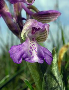 Anacamptis morio (Orchidaceae)  - Anacamptide bouffon, Orchis bouffon Pas-de-Calais [France] 01/05/2005 - 30m