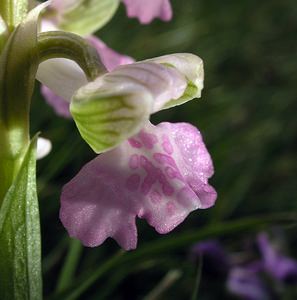 Anacamptis morio (Orchidaceae)  - Anacamptide bouffon, Orchis bouffon Pas-de-Calais [France] 01/05/2005 - 30m